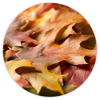 White Maple Bourbon